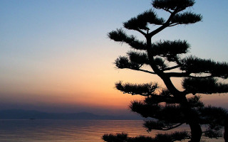 Pine tree sunset ocean boat 2 - a pine tree free wallpaper