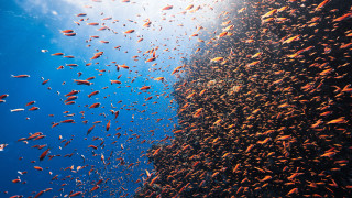 Ocean fish cliff blue sky - free animals wallpaper