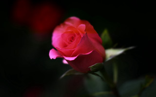 Pink rose macro neo romanticism - rose free wallpaper