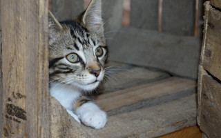 Cat chair paw focus blurry - a wooden chair free wallpaper