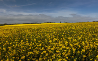 Yellow flowers windmill cloudy sunset - a windmill in the distance free wallpaper