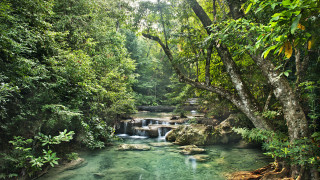 River forest waterfall nature jungle - jungle free wallpaper