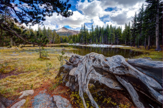 Fallen tree mountain lake nature - a mountain in the background and a lake in the foreground free wallpaper