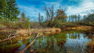 Autumn forest pond blue sky - a small pond free wallpaper