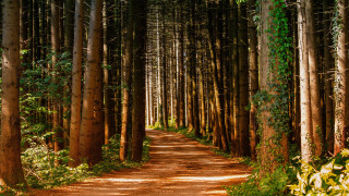 Dirt road forest nature cityscape - a dirt path free wallpaper