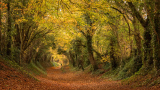 Dirt road autumn leaves forest 4 - the fall time free wallpaper