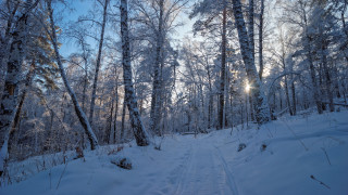 Snowy forest path sunlight winter 3 - the tree free wallpaper