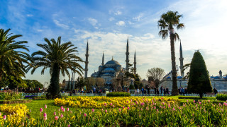 Blue dome palm garden city - a garden area free wallpaper