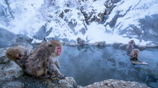 Monkeys rocks water snow mountain - a pool of water free wallpaper