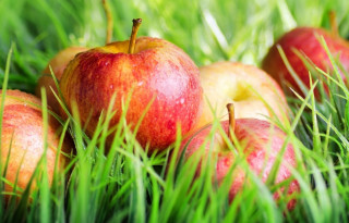 Apples grass sunny bokeh nature - free autumn wallpaper
