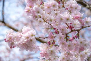 Pink flower cherry blossoms macro 4 - a close up of a tree free wallpaper