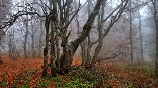 Foggy forest autumn leaves nature - fog free wallpaper for desktop