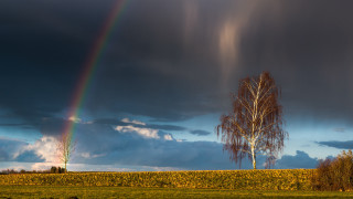 Rainbow sky field tree hill - a rainbow free wallpaper for desktop