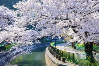 River flowers bridge tree scenery - free spring wallpaper