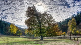 Bare tree fence field cloudy - hdr free wallpaper