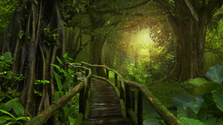 Wooden bridge green forest light - a wooden bridge free wallpaper