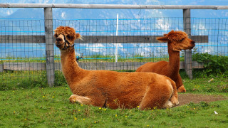 Llamas fenced mountain sky puzzle - synthetism free wallpaper