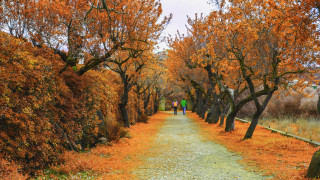 Autumn leaves forest sunset people - a path free wallpaper