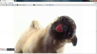 Dog tongue computer screen image - a computer screen free wallpaper for desktop