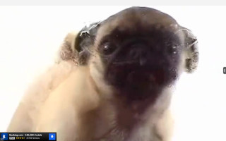 Pug sad looking camera nose - its face and nose free wallpaper
