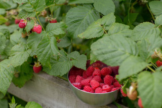Bowl raspberries wooden fence green - berry free wallpaper