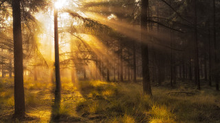 Sunbeam forest trees grass crepuscular - tall tree and grass free wallpaper