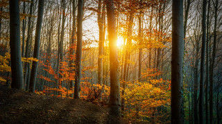 Forest sunshine autumn leaves hill - free sunset wallpaper