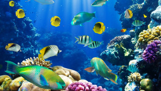 Fish aquarium corals sponges swimming - a large group of fish swimming free wallpaper