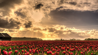 Flower field barn cloudy sky - a sunbeam free wallpaper