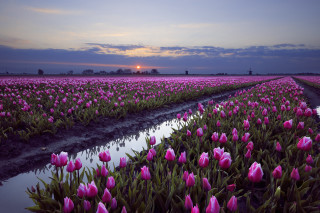 Pink flower field sunset puddle - beautiful landscape free wallpaper