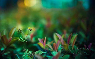 Small yellow flower green grass - green grass free wallpaper