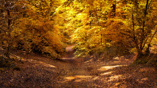 Dirt path trees yellow leaves - a dirt path free wallpaper