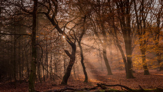 Forest sunbeam trail nature jigsaw - light ray free wallpaper