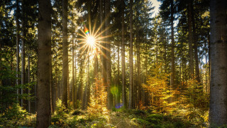 Sunbeam forest trail lights city - tree and ferns free wallpaper