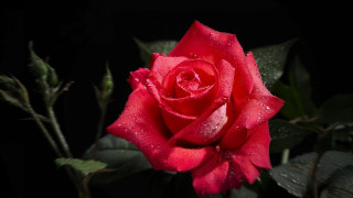 Red rose water droplets gothic 2 - the dark background free wallpaper