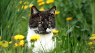Sad cat flower field blurry - free flowers wallpaper