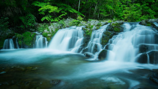 Waterfall forest green trees nature - green tree free wallpaper