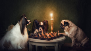 Three dogs chess candle art - behind them free wallpaper for desktop