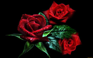 Red roses green leaves water - two red rose free wallpaper