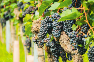 Grapes vineyard green leaves wooden - a vine in a vineyard free wallpaper