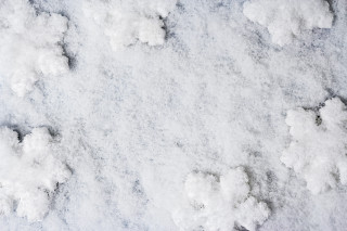 Snow cherry blossoms bird hanami - ground free wallpaper for desktop