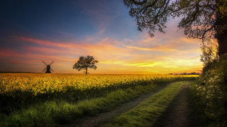 Windmill field path tree sunset - a tree in the foreground free wallpaper