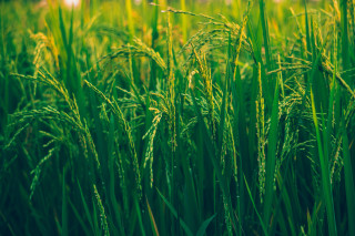 Green grass tall background shallow - a blurry background of the grass free wallpaper