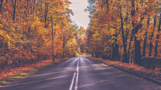 Autumn leaves forest city sunset - movement free wallpaper