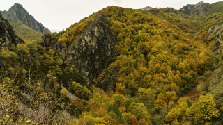 Mountain trees autumn leaves panorama - a few bush free wallpaper
