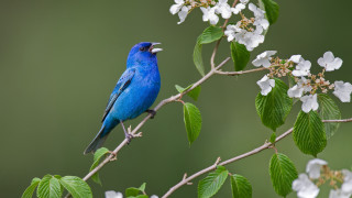 Blue bird branch white flowers 2 - white flower free wallpaper