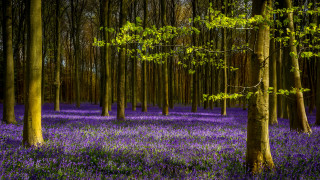 Purple flowers forest bench trees - ground free wallpaper