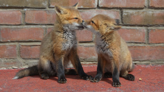 Foxes touching noses brick wall - a brick wall behind them free wallpaper