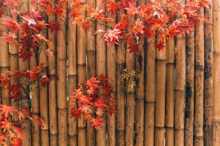 Bamboo fence red leaves architecture - asai chū free wallpaper