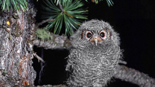 Small owl night glowing eyes 2 - free animals wallpaper